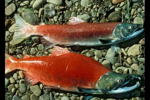 Alaska fishermen will catch more than 38 million sockeye this year. Credit: US Fish & Wildlife Service